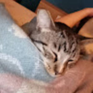 Meet your Posher, Veronica